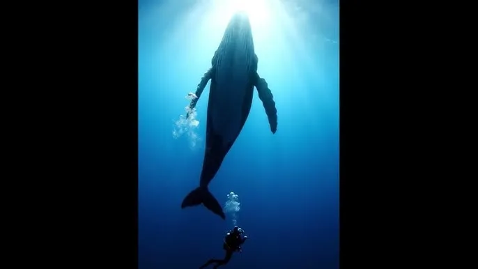 爱的抱抱mv - 深蓝星球：探索海洋深处的未知世界